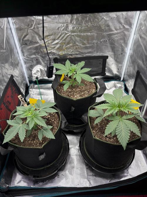 Zoap verzweiflungsgrow. Week 4