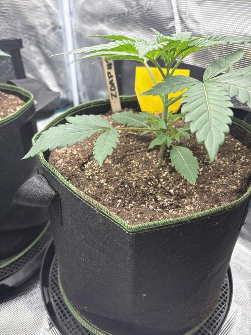Zoap verzweiflungsgrow. Week 4