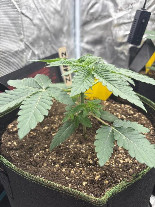Zoap verzweiflungsgrow. Week 4