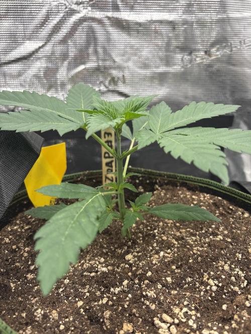 Zoap verzweiflungsgrow. Week 4