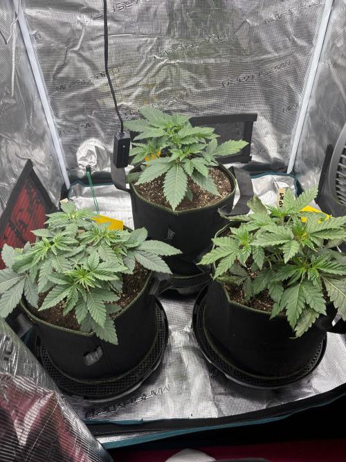 Zoap verzweiflungsgrow. Week 5
