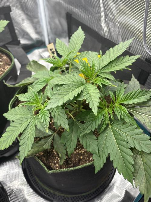 Zoap verzweiflungsgrow. Week 5