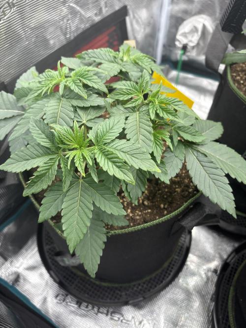 Zoap verzweiflungsgrow. Week 5