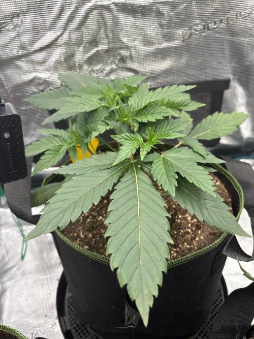 Zoap verzweiflungsgrow. Week 5
