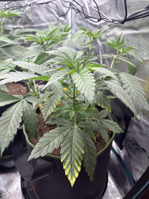 Zoap verzweiflungsgrow. Week 6