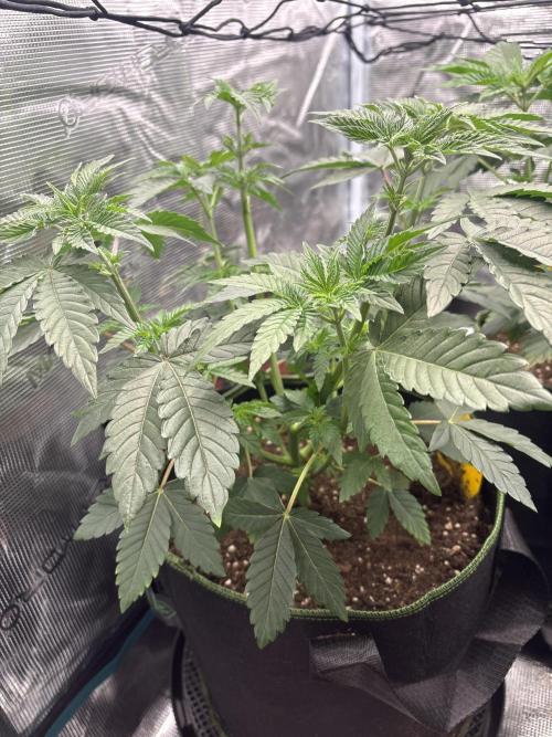 Zoap verzweiflungsgrow. Week 6