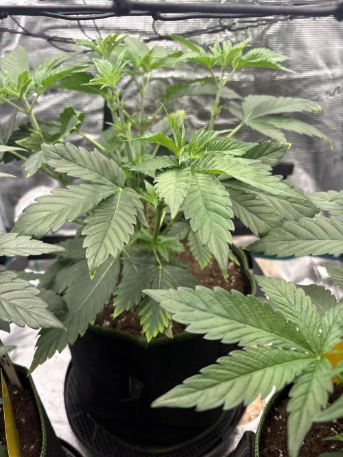 Zoap verzweiflungsgrow. Week 6