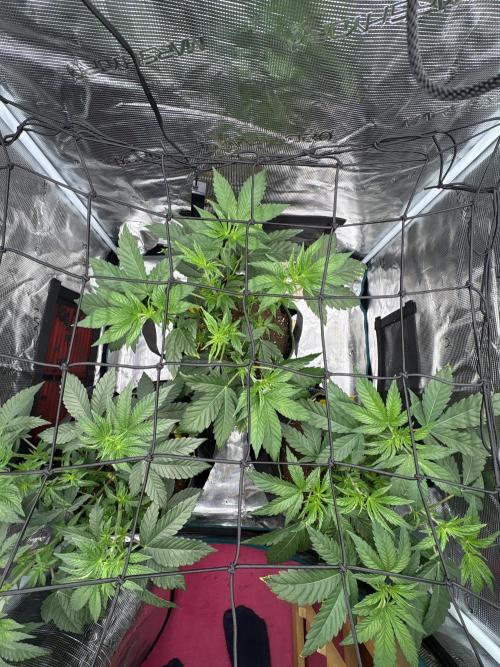 Zoap verzweiflungsgrow. Week 6