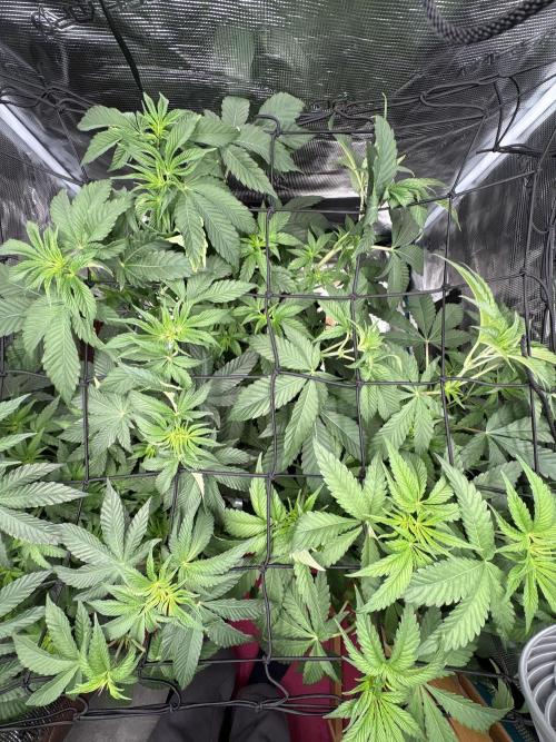 Zoap verzweiflungsgrow. Week 7