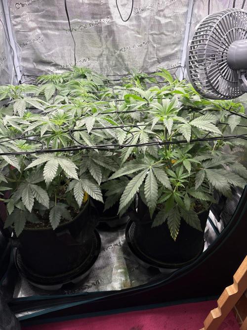 Zoap verzweiflungsgrow. Week 7