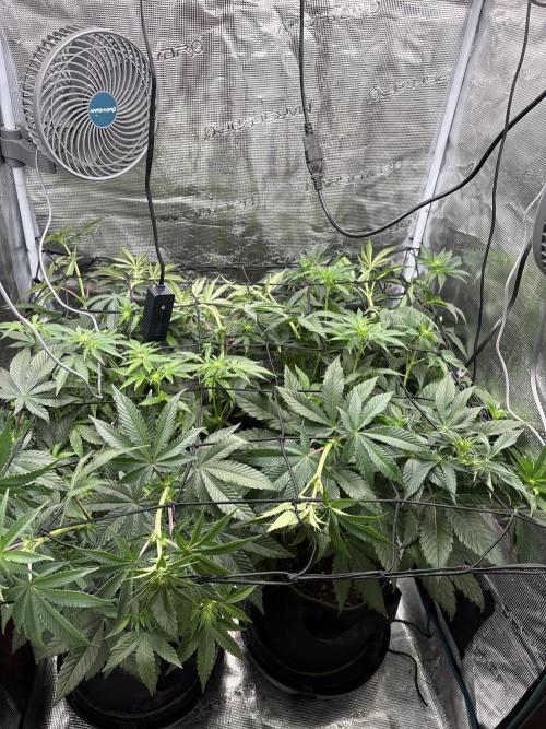 Zoap verzweiflungsgrow. Week 9