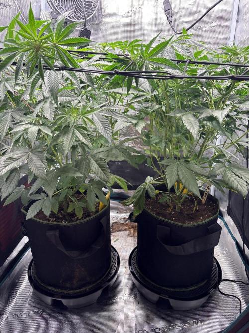 Zoap verzweiflungsgrow. Week 9