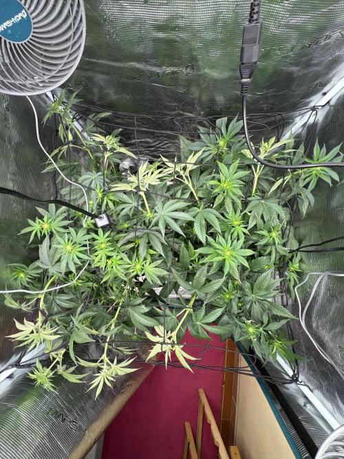 Zoap verzweiflungsgrow. Week 9