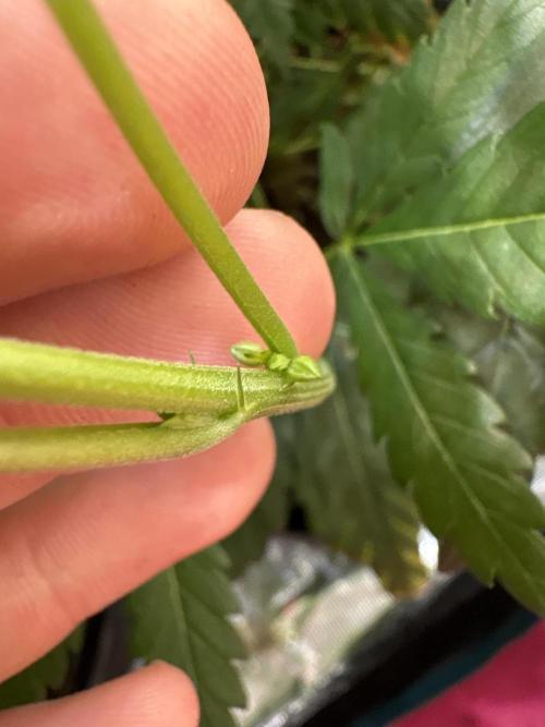 Zoap verzweiflungsgrow. Week 9