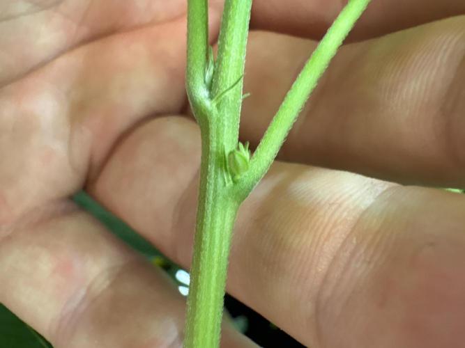 Zoap verzweiflungsgrow. Week 9