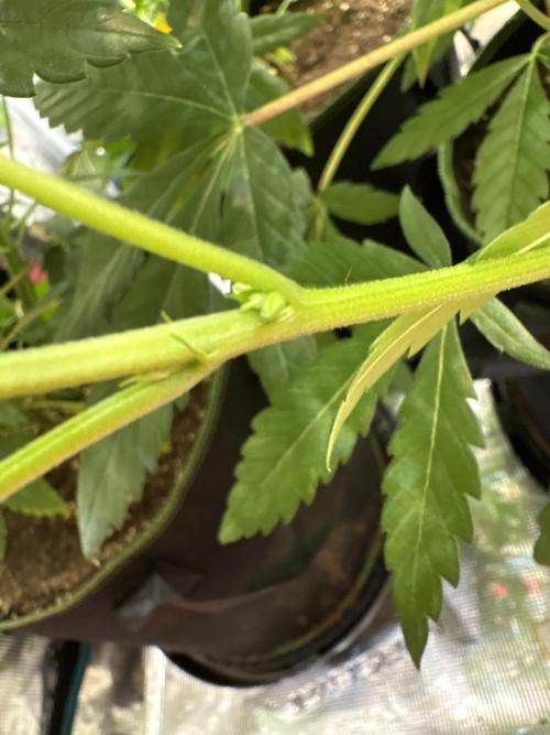 Zoap verzweiflungsgrow. Week 9