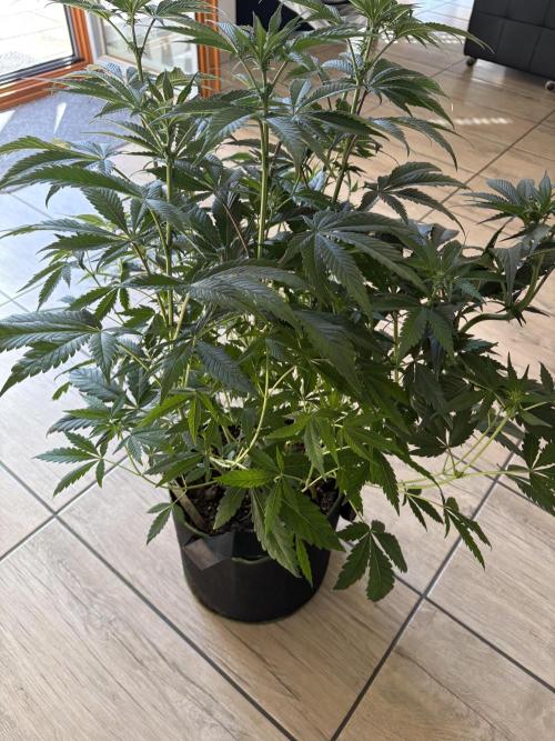 Zoap verzweiflungsgrow. Week 9