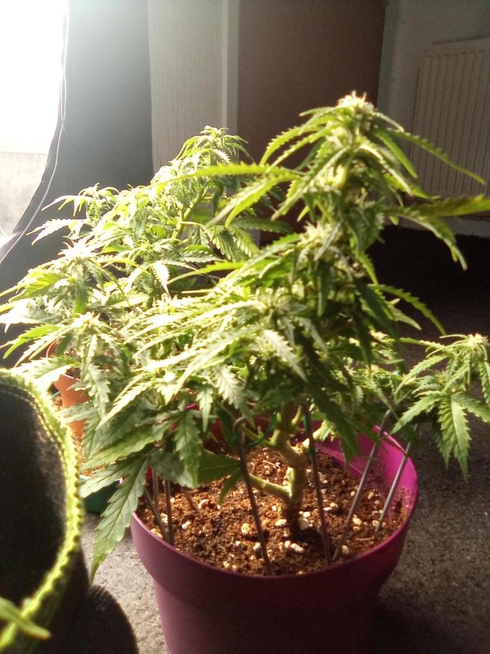 The trial grow. Week 6 - White widow express, only in a small pot , starting to pick up .