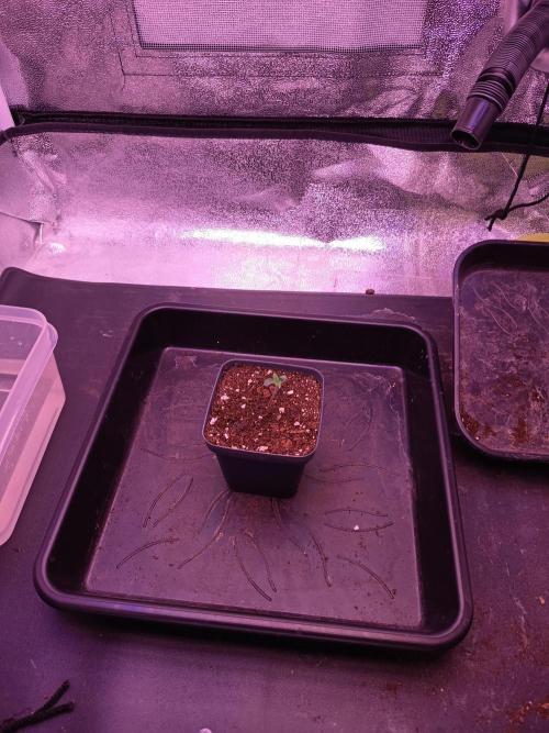 3.Grow Lemon tree. Week 1