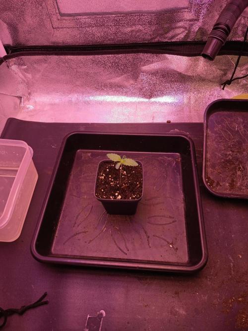3.Grow Lemon tree. Week 1