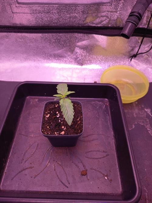 3.Grow Lemon tree. Week 2