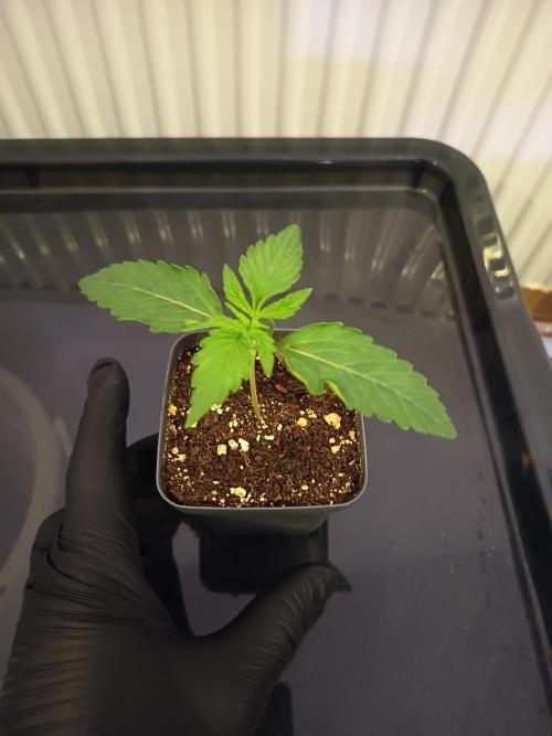 3.Grow Lemon tree. Week 2