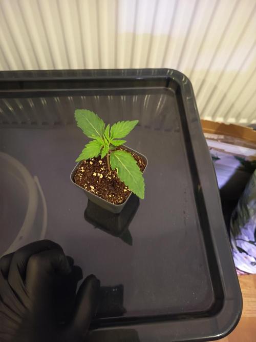 3.Grow Lemon tree. Week 2