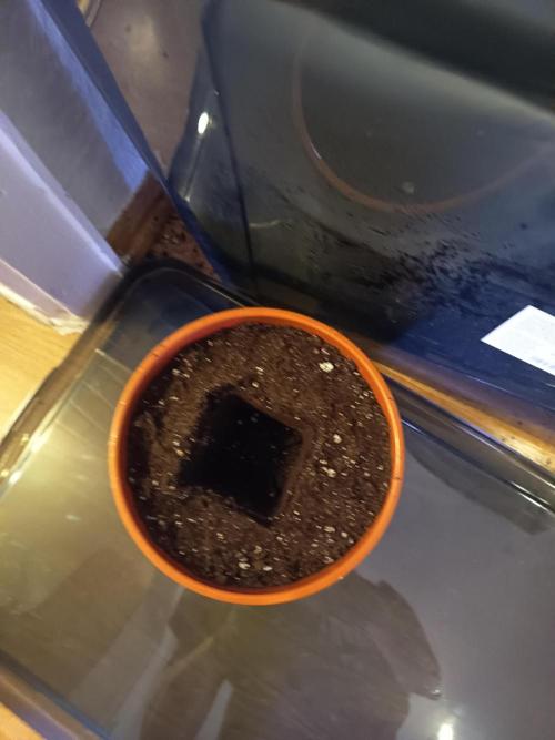 3.Grow Lemon tree. Week 2