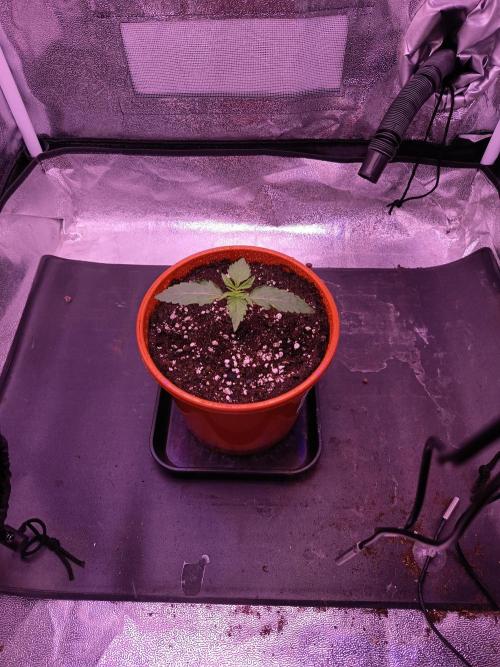 3.Grow Lemon tree. Week 2