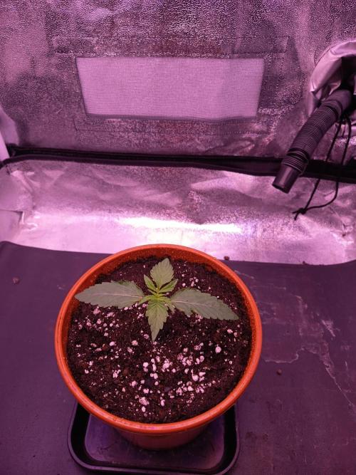 3.Grow Lemon tree. Week 2