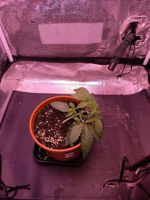 3.Grow Lemon tree. Week 3