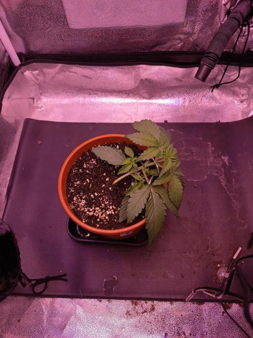 3.Grow Lemon tree. Week 3