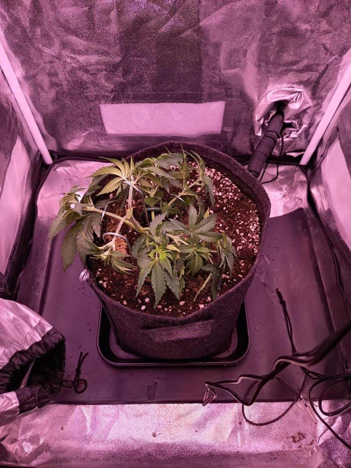 3.Grow Lemon tree. Week 4