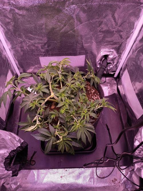 3.Grow Lemon tree. Week 5 - Ende Woche 5 