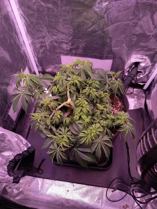 3.Grow Lemon tree. Week 6