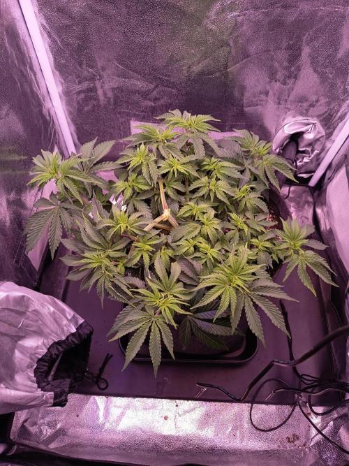 3.Grow Lemon tree. Week 6