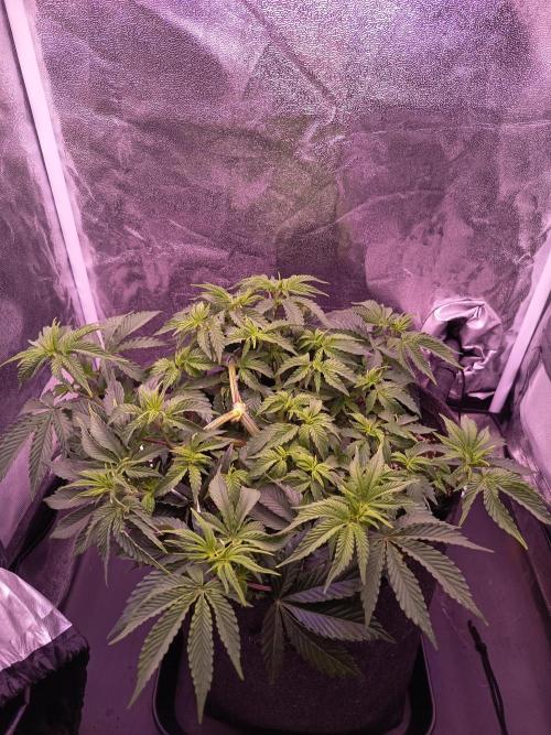 3.Grow Lemon tree. Week 6