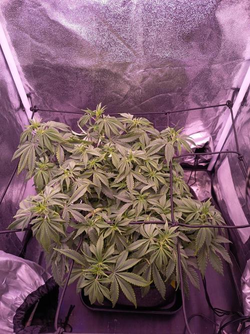 3.Grow Lemon tree. Week 7