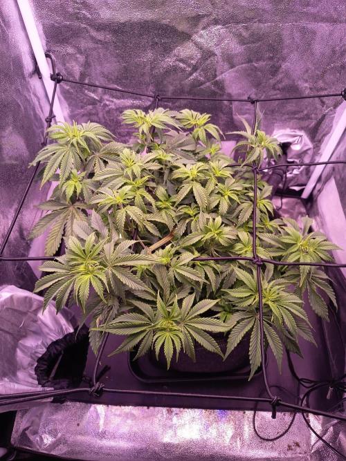 3.Grow Lemon tree. Week 7