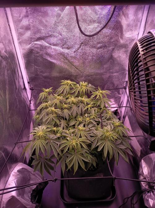 3.Grow Lemon tree. Week 8