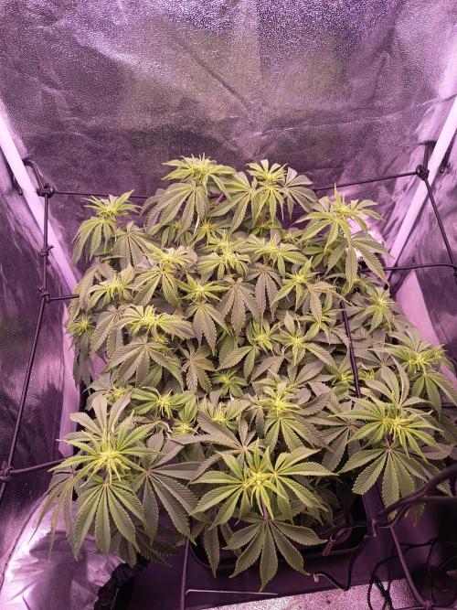 3.Grow Lemon tree. Week 8