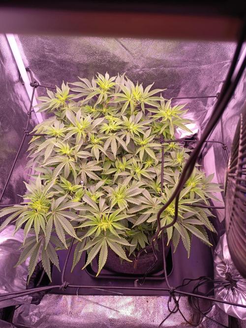 3.Grow Lemon tree. Week 8