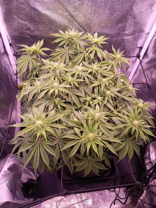 3.Grow Lemon tree. Week 9
