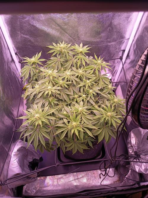 3.Grow Lemon tree. Week 9