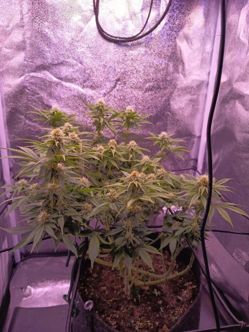 3.Grow Lemon tree. Week 10