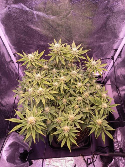 3.Grow Lemon tree. Week 10