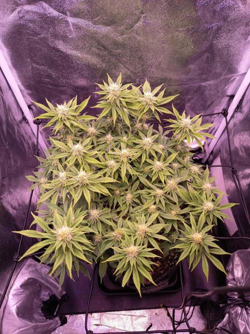 3.Grow Lemon tree. Week 10