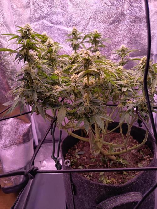 3.Grow Lemon tree. Week 10