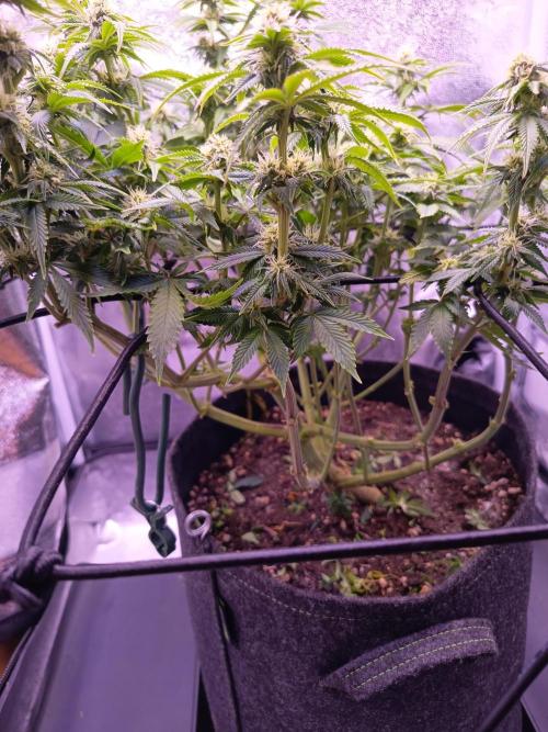 3.Grow Lemon tree. Week 10