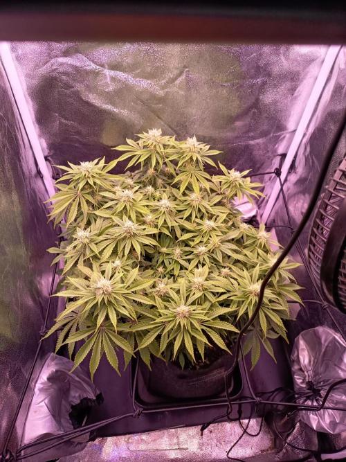 3.Grow Lemon tree. Week 10